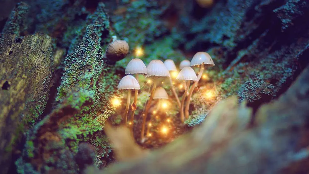 Magic Mushrooms