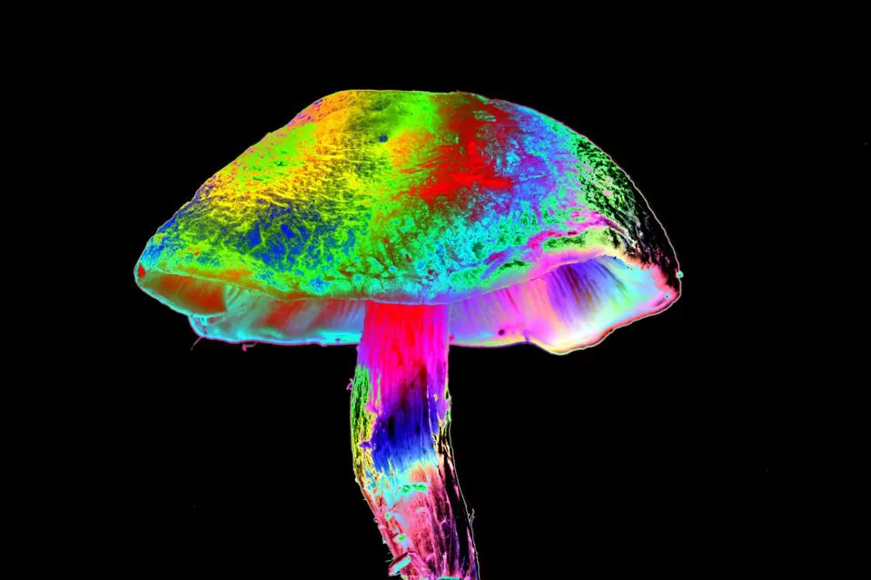 creativity shrooms
