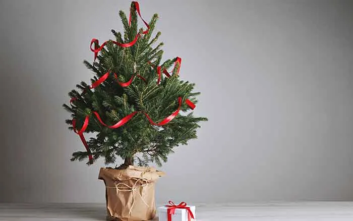 Replant A Christmas Tree