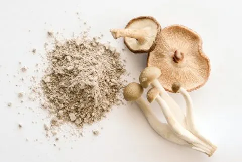mushroom supplements benefits